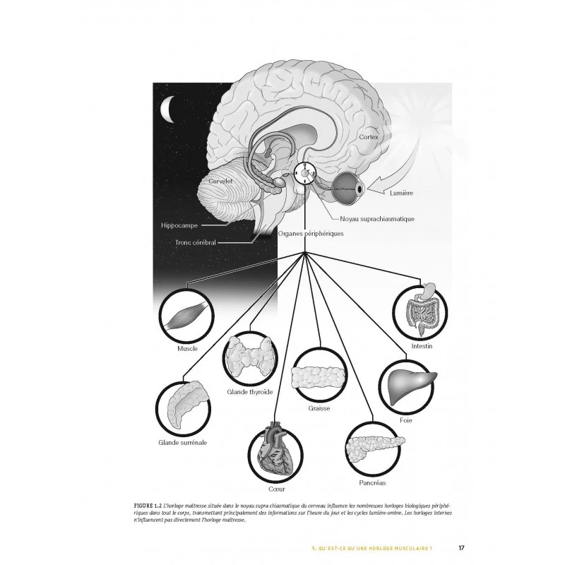 Programmation De L'entraînement – Image 3