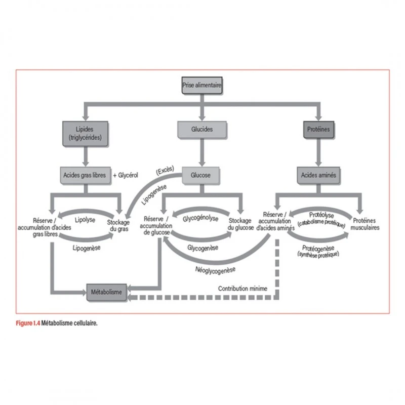 WORKOUT - Pour Un Entraînement Plus Intelligent - 4TRAINER Editions – Image 3